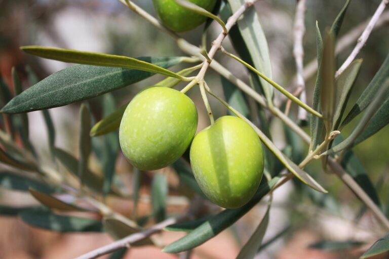 Sostieni chi difende la raccolta delle olive in Palestina!