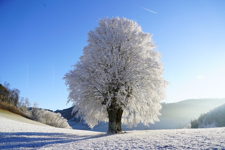 Voglio essere un albero (F. Di Rosa)